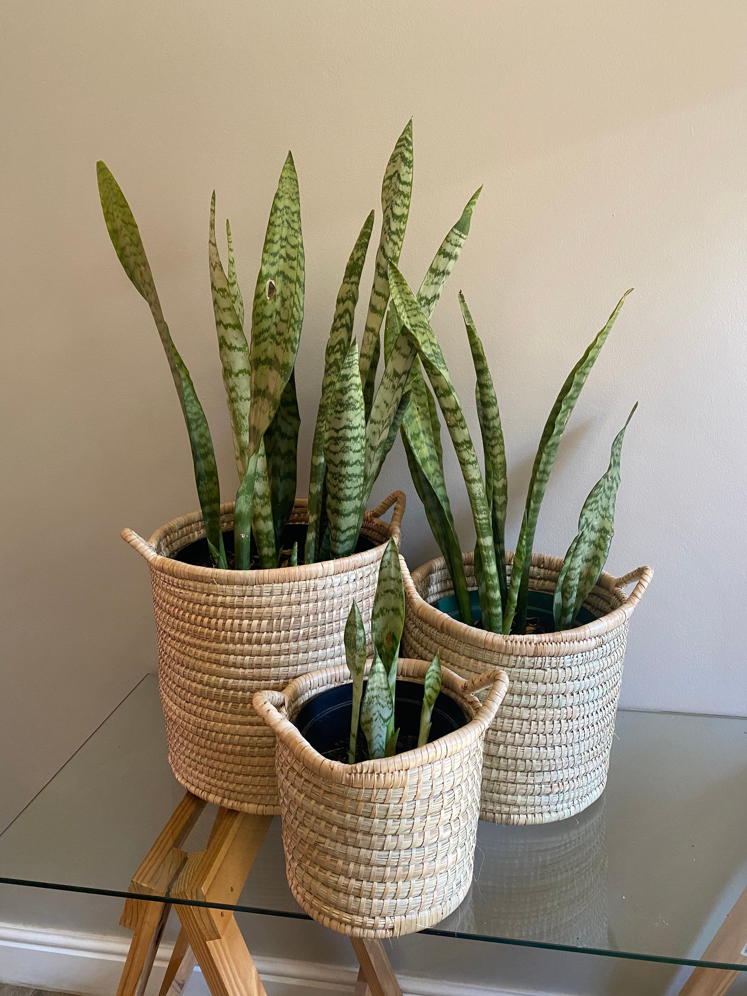 Indoor plants styled on shelves in a calm living space