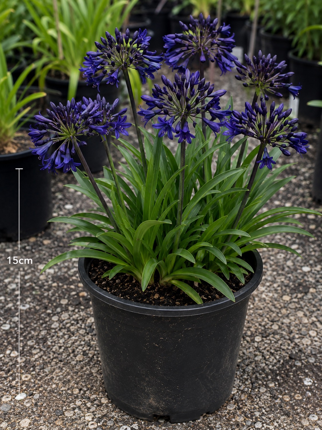 Water-wise plants