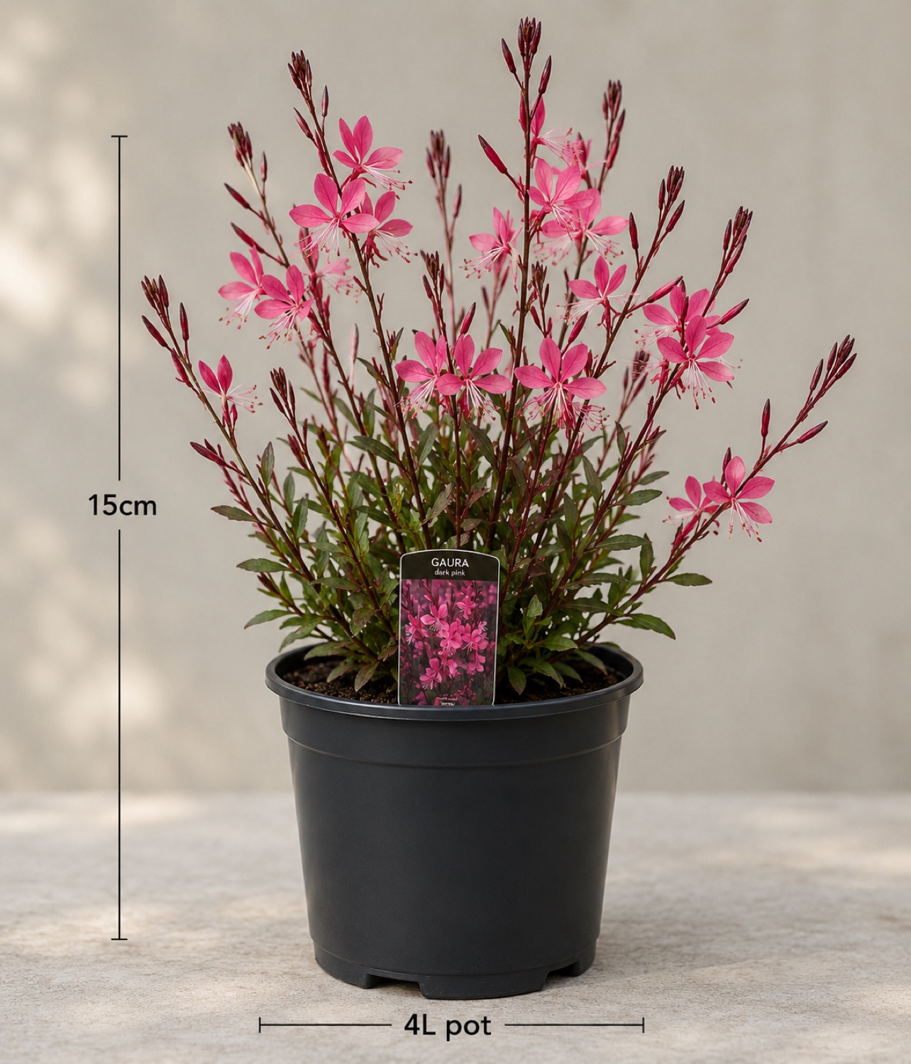 Plants for full sun