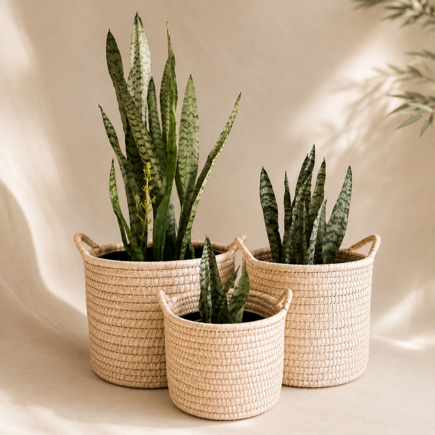 Shade-loving plants